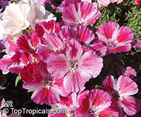Clarkia amoena, Godetia amoena, Farewell-to-Spring, Godetia, Atlasflower

Click to see full-size image