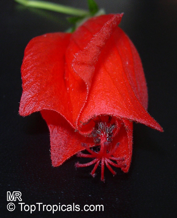Malvaviscus arboreus penduliflorus, Sleepy Hibiscus, Mexican Turk's Cap
