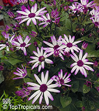 Pericallis x hybrida, Senecio cruentus, Senecio x hybrida, Florist's Cineraria

Click to see full-size image