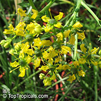 Ruta graveolens, Ruda, Meadow Rue, Herb of Grace, Garden Rue, Herbygrass, Weinkraut