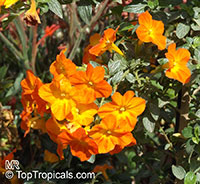 Streptosolen jamesonii, Marmalade Bush, Orange Browallia, Firebush

Click to see full-size image