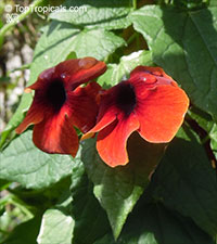 Thunbergia alata, Black - eyed Susan

Click to see full-size image