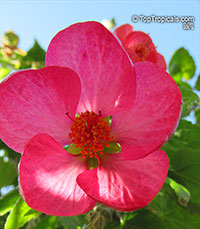Abutilon x hybridum, Flowering Maple, Weeping Maple,Chinese Lantern

Click to see full-size image