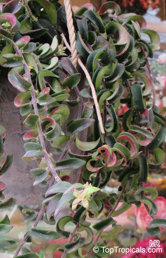 Aeschynanthus radicans, Lipstick Plant. Aeschynanthus radicans 'Twister'