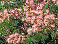 Albizia julibrissin, Silk Tree

Click to see full-size image