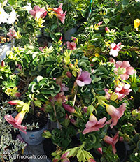 Allamanda blanchetii, Allamanda violacea, Cherry Allamanda, Purple Allamanda

Click to see full-size image