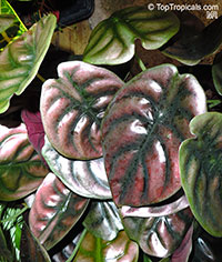 Alocasia cuprea, Mirror Plant, Jewel Alocasia

Click to see full-size image