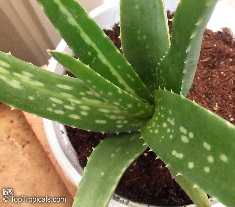 Aloe vera, Aloe barbadensis, Chinese Aloe, Indian Aloe, True Aloe, Barbados Aloe, Burn Aloe, First Aid Plant