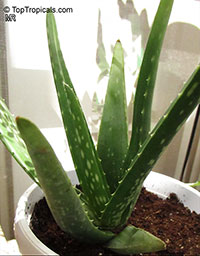 Aloe vera, Aloe barbadensis, Chinese Aloe, Indian Aloe, True Aloe, Barbados Aloe, Burn Aloe, First Aid Plant

Click to see full-size image