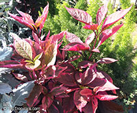 Alternanthera sp., Bloodleaf

Click to see full-size image