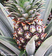 Ananas sp., Pineapple, Pina
