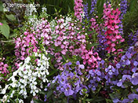 Angelonia angustiflolia, Angelonia goyazensis, Angel Mist, Summer Snapdragon, Angel Flower