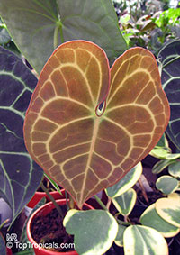 Anthurium clarinervium, White-Veined Anthurium

Click to see full-size image