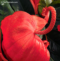 Anthurium scherzerianum, Flamingo Flower

Click to see full-size image