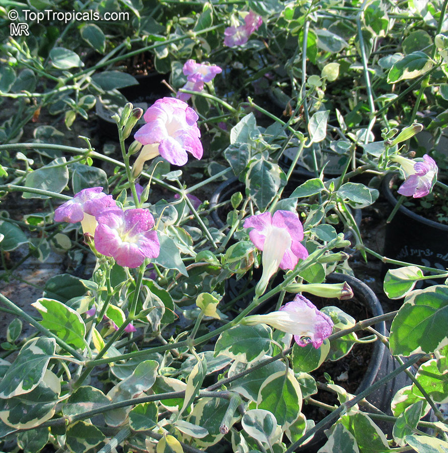 Asystasia gangetica, Chinese Violet, Creeping Foxglove, Ganges Primrose