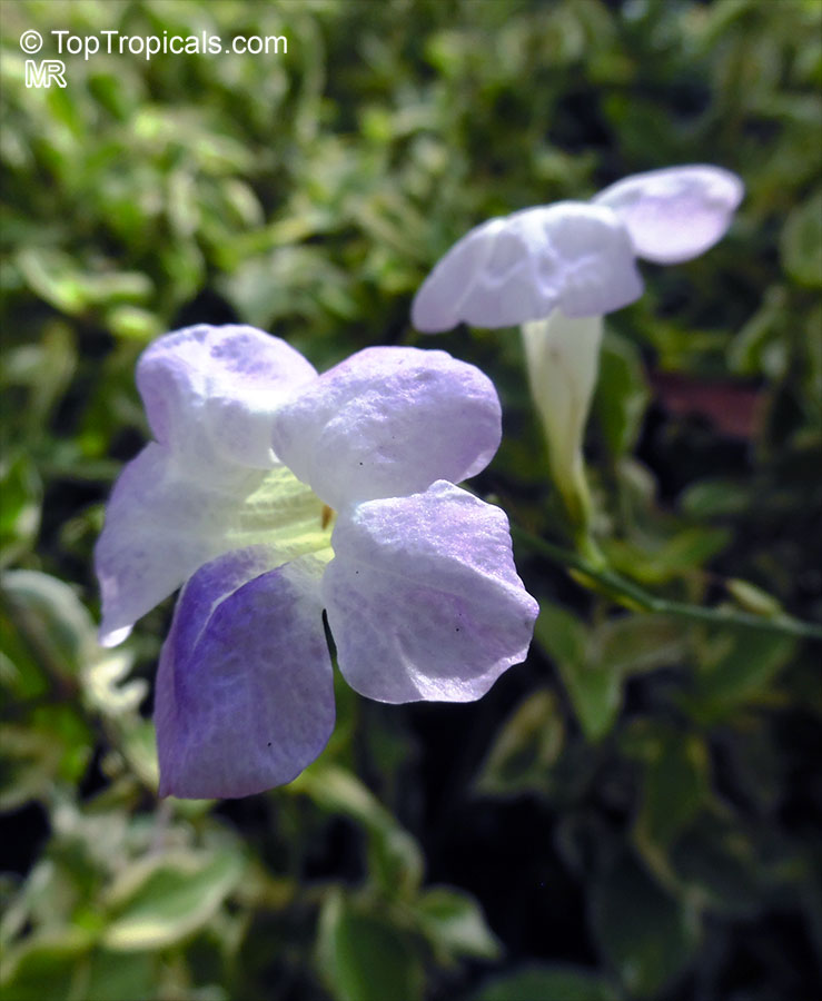 Asystasia gangetica, Chinese Violet, Creeping Foxglove, Ganges Primrose. Asystasia gangetica 'Variegata'