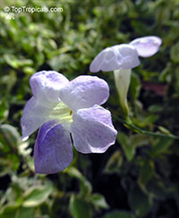 Asystasia gangetica, Chinese Violet, Creeping Foxglove, Ganges Primrose

Click to see full-size image