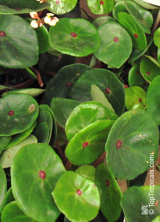 Begonia sp., Begonia. Begonia conchifolia 'Red Ruby'