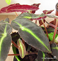 Begonia listada, Striped Begonia

Click to see full-size image