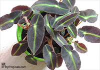 Begonia listada, Striped Begonia

Click to see full-size image