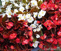Begonia Semperflorens - cultorum Group, Bedding Begonia, Wax Begonia

Click to see full-size image