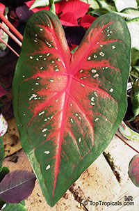 Caladium bicolor, Caladium, Fancy Leaved Caladium

Click to see full-size image