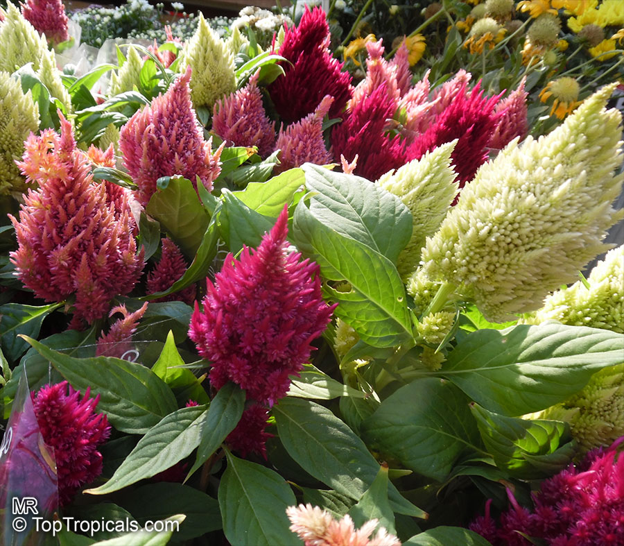 Celosia Argentea Cockscomb Top Tropicals Plant Encyclopedia