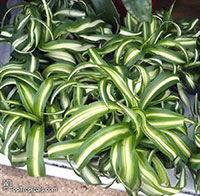 Chlorophytum sp., Spider Plant

Click to see full-size image