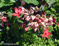 Clerodendrum speciosum, Clerodendrum delectum, Bleeding heart, Clerodendron

Click to see full-size image