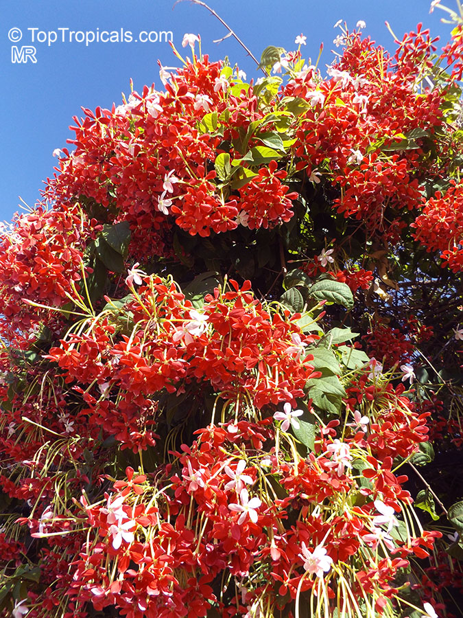 Rangoon Creeper Plant (quisqualis indica)