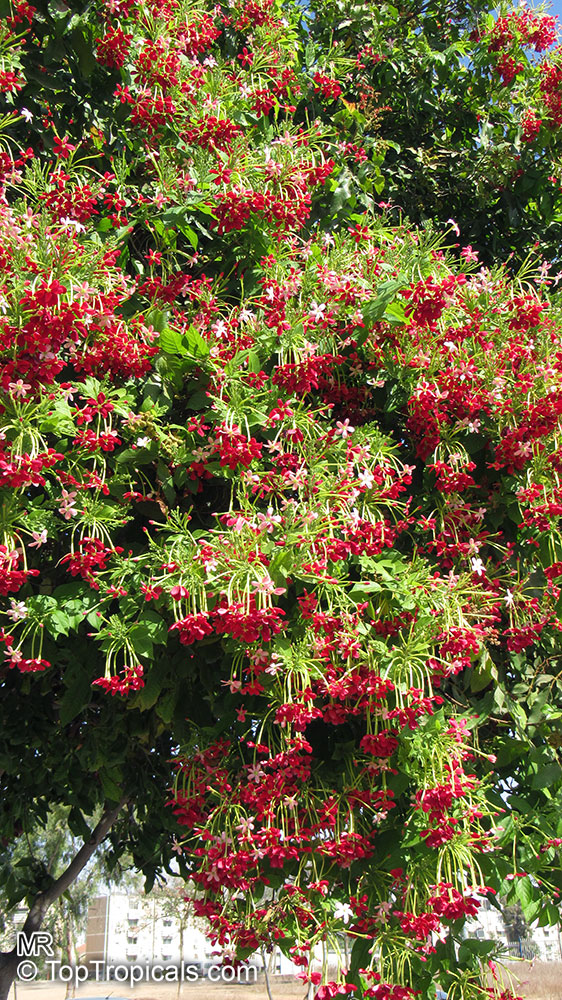 Rangoon Creeper Plant (quisqualis indica)