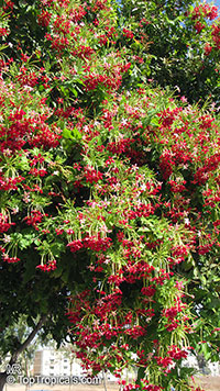Combretum indicum, Quisqualis indica, Rangoon Creeper, Burma Creeper, Chinese Honeysuckle