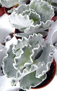 Cotyledon undulata, Silver Crown, Silver Ruffles

Click to see full-size image