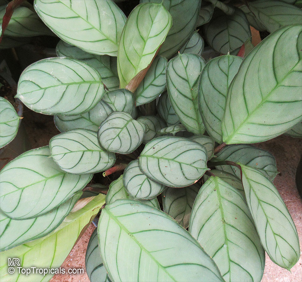 Ctenanthe sp., Bamburanta, Never-Never Plant. Ctenanthe amagris