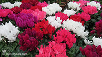 Cyclamen sp., Persian Violet

Click to see full-size image