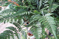 Davallia sp., Rabbits Foot Fern, Hare's-foot Fern

Click to see full-size image