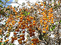 Duranta erecta, Duranta repens, Duranta, Honey Drops, Golden Dewdrop, Pigeon Berry

Click to see full-size image