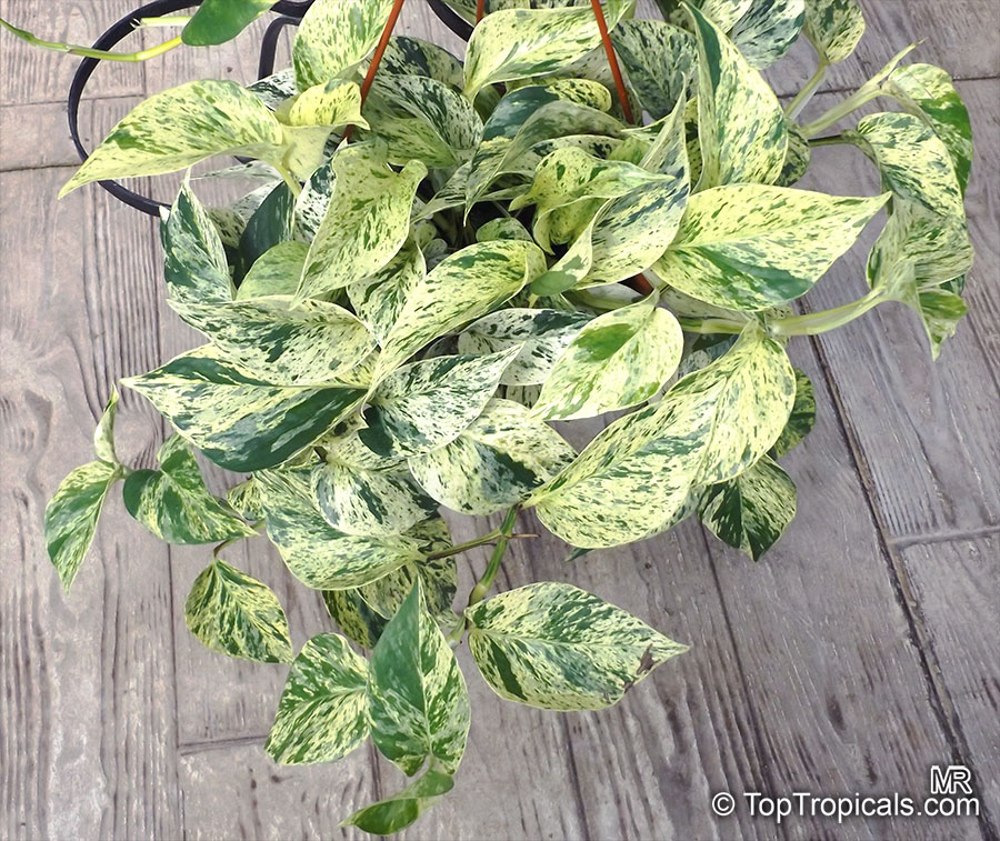 Epipremnum pinnatum aurea-variegata – Steve's Leaves