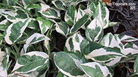 Epipremnum aureum, Epipremnum pinnatum var. Aureum, Scindapsus aureus, Pothos aureus, Pothos, Money Plant

Click to see full-size image