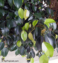 Ficus benjamina, Benjamin Fig, Benjamin Tree

Click to see full-size image