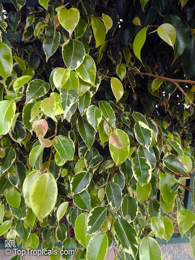 Ficus benjamina - seeds