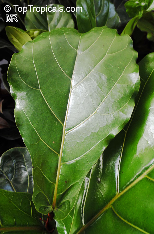 Ficus lyrata, Fiddle-Leaf Ficus