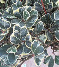Ficus natalensis subsp. leprieurii, Ficus triangularis, Triangle Ficus, Triangle Leaf Fig Tree

Click to see full-size image