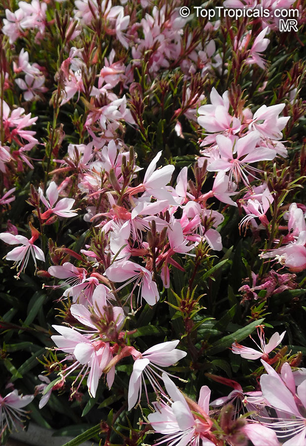 Oenothera lindheimeri, Gaura lindheimeri, White Butterfly, Whirling Butterfly