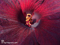 Hibiscus acetosella, African Rosemallow, Maple Sugar, Red Hibiscus, Cranberry Shield, Gongura

Click to see full-size image