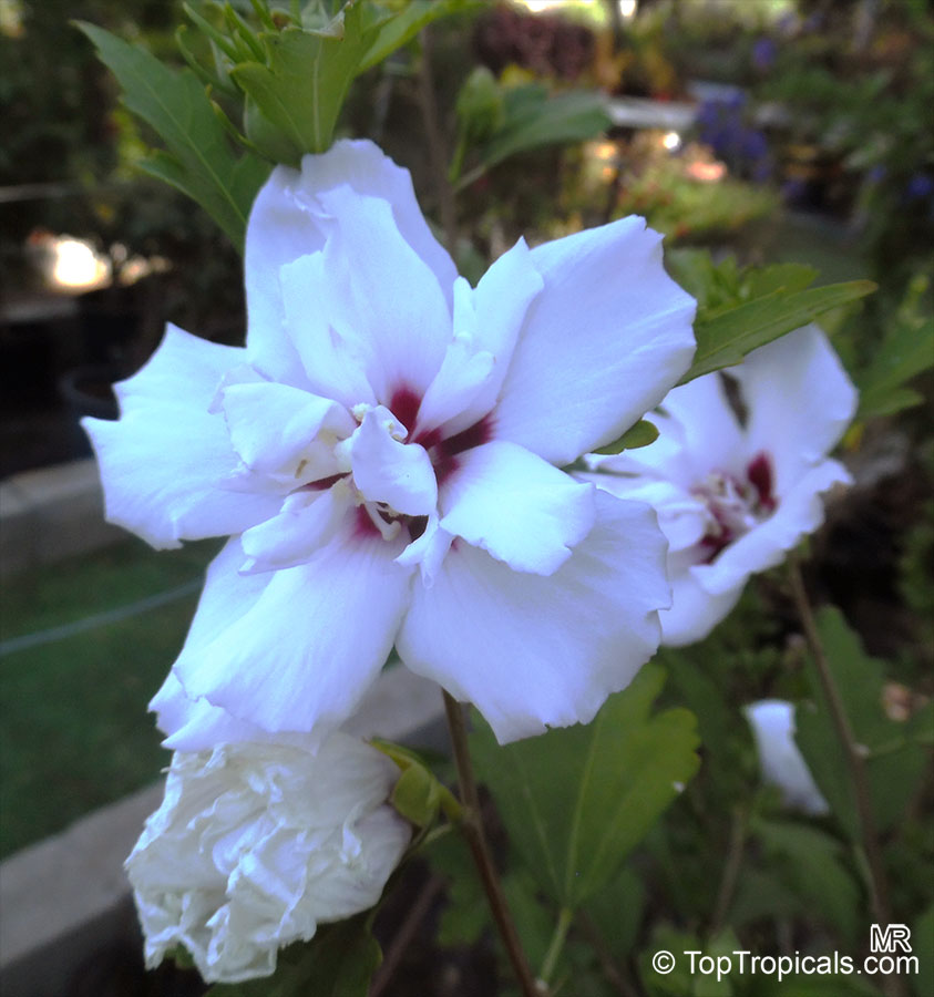 Hibiscus syriacus, Blue Hibiscus, Rose of Sharon