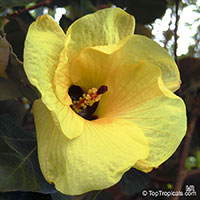 Hibiscus tiliaceus, Talipariti tiliaceum, Mahoe

Click to see full-size image