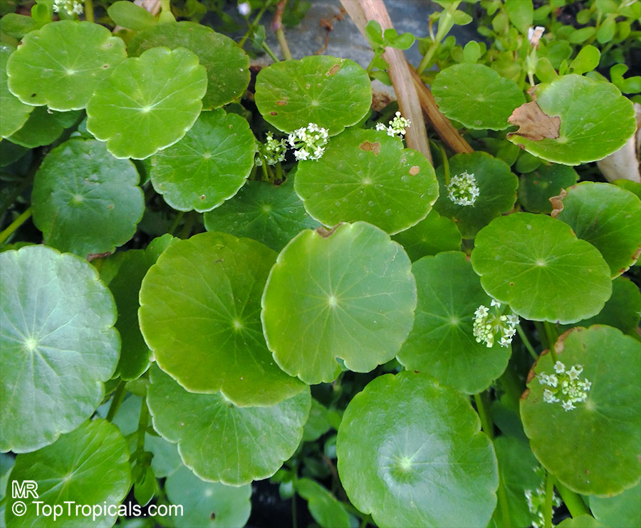 Hydrocotyle umbellata, Manyflower Marshpennywort, Dollarweed, Water Pennywort