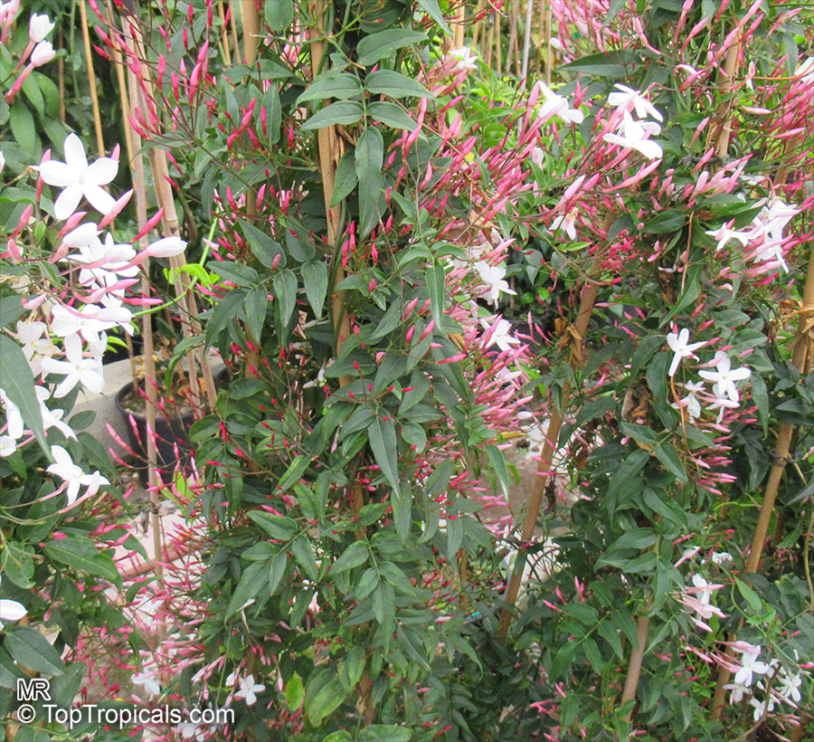 Jasminum polyanthum, Jasminum blinii, Jasminum delafieldii, Pink jasmine, Winter Jasmine, French Perfume