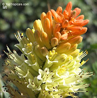 Kniphofia sp., Red Hot Poker, Torch Lily

Click to see full-size image